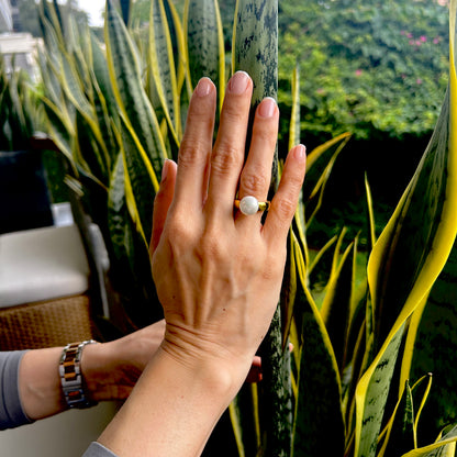 Anillo Shell