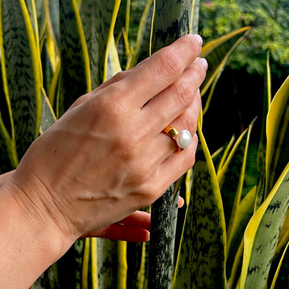 Anillo Shell